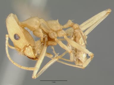 Pheidole vistana — queen photo 8