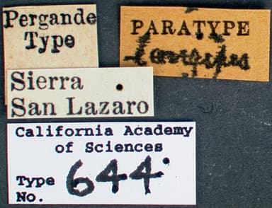Pheidole vistana photo 11