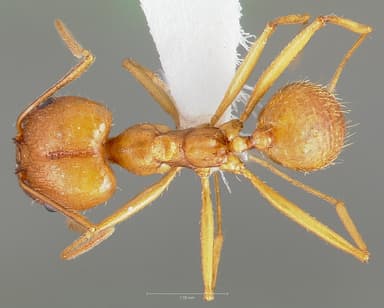 Pheidole vistana — queen photo 13