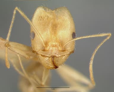 Pheidole vistana — queen photo 14