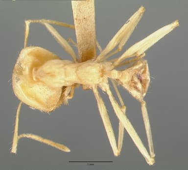 Pheidole vistana — queen photo 16