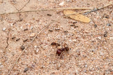 Pheidole xerophila photo 15