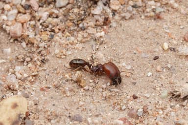 Pheidole xerophila photo 16