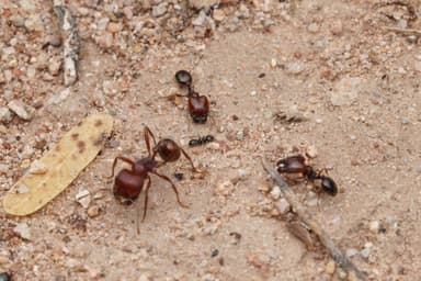 Pheidole xerophila photo 17