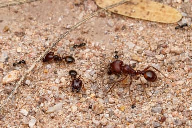 Pheidole xerophila photo 18
