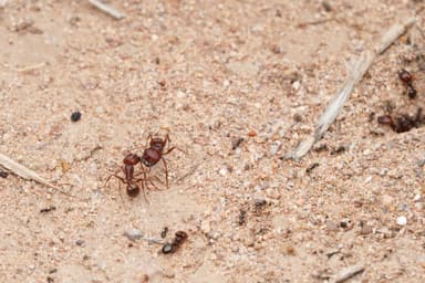Pheidole xerophila photo 19