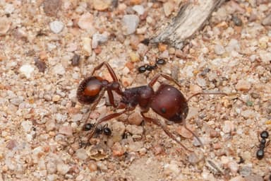 Pheidole xerophila photo 20