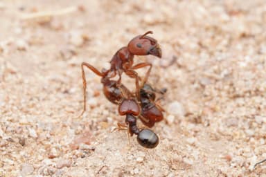 Pheidole xerophila photo 24