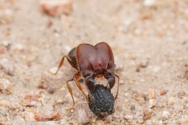 Pheidole xerophila photo 28