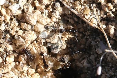Pheidole xerophila — worker photo 31