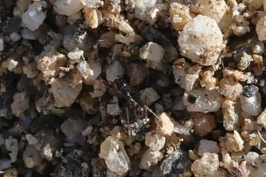 Pheidole xerophila — worker photo 33