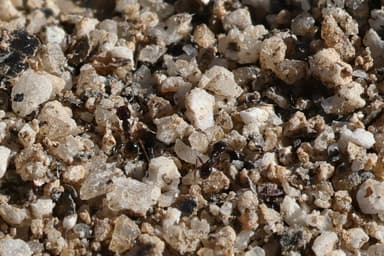 Pheidole xerophila — worker photo 34