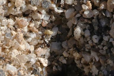 Pheidole xerophila — worker photo 35