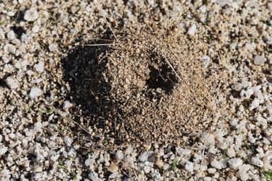 Pheidole xerophila — worker photo 36