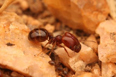 Pheidole xerophila photo 37