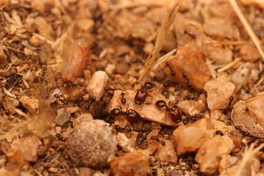 Pheidole xerophila photo 38