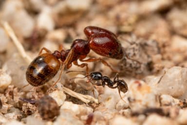 Pheidole xerophila — worker photo 40