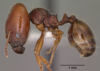Pheidole xerophila — queen photo 3