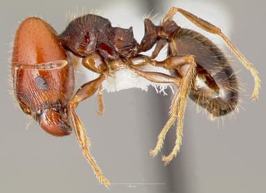 Pheidole xerophila — queen photo 4