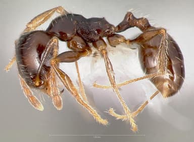 Pheidole xerophila — queen photo 5