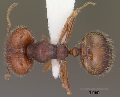 Pheidole xerophila — queen photo 9