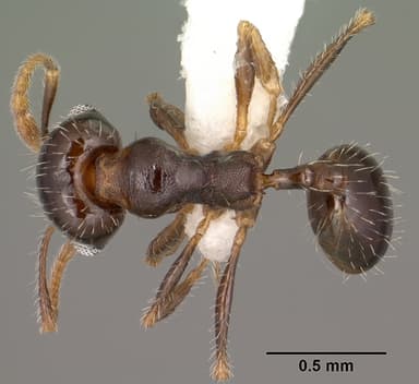Pheidole xerophila — queen photo 12