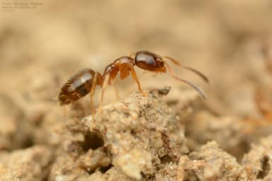 Plagiolepis pygmaea photo 19