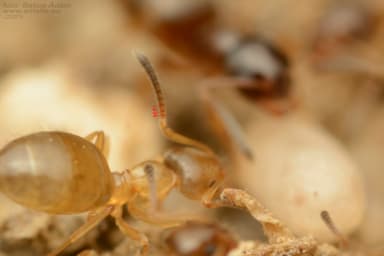 Plagiolepis pygmaea photo 20