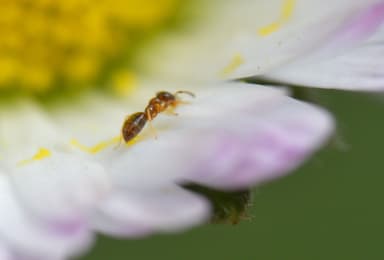Plagiolepis pygmaea photo 27