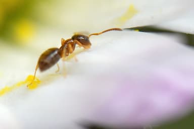 Plagiolepis pygmaea photo 29