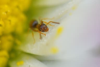 Plagiolepis pygmaea photo 30