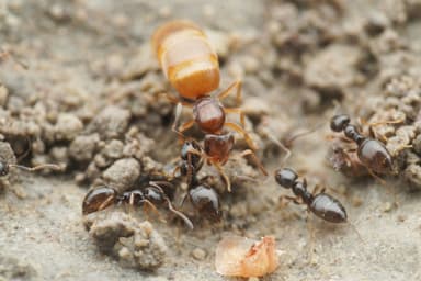 Plagiolepis pygmaea photo 32