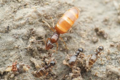 Plagiolepis pygmaea photo 33