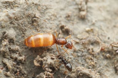 Plagiolepis pygmaea photo 34