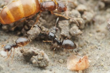 Plagiolepis pygmaea photo 35