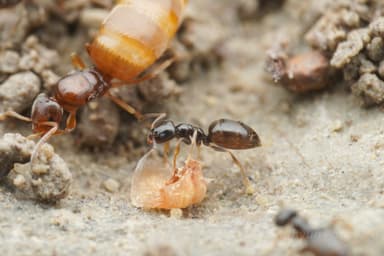 Plagiolepis pygmaea photo 36