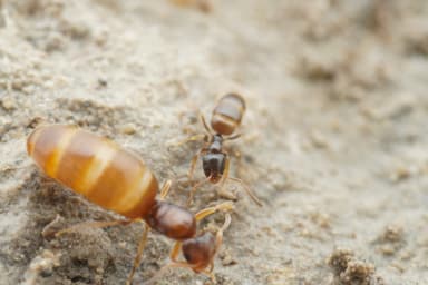 Plagiolepis pygmaea photo 37