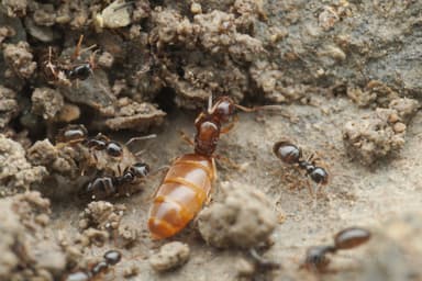 Plagiolepis pygmaea photo 38
