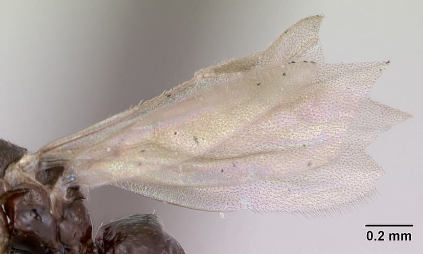 Plagiolepis pygmaea photo 1