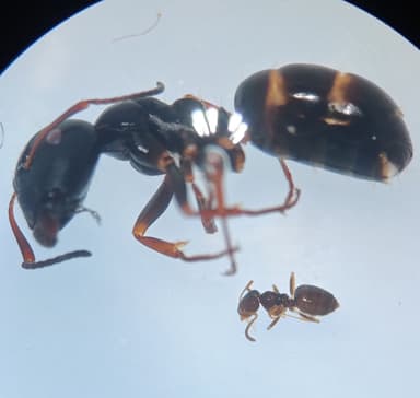 Plagiolepis vindobonensis photo 8