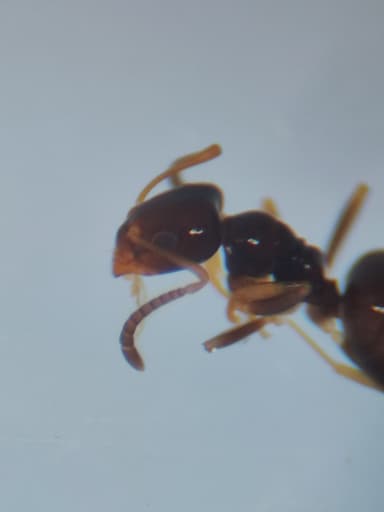 Plagiolepis vindobonensis photo 10