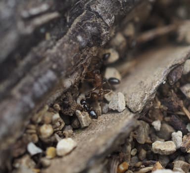 Plagiolepis vindobonensis photo 11