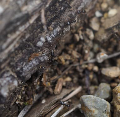 Plagiolepis vindobonensis photo 12