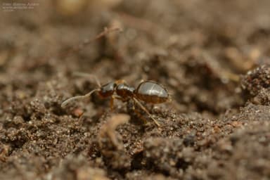 Plagiolepis vindobonensis photo 18