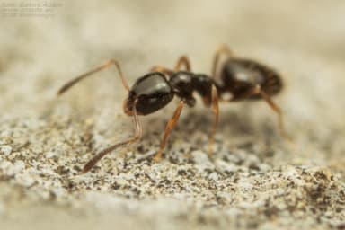 Plagiolepis vindobonensis photo 42