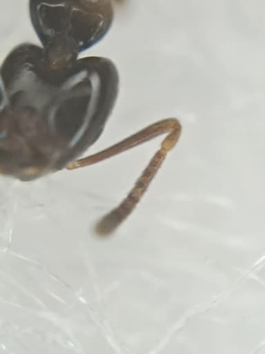 Plagiolepis vindobonensis photo 54