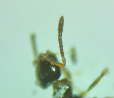 Plagiolepis vindobonensis photo 81