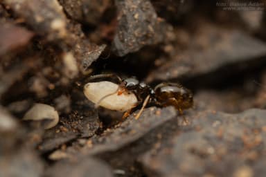 Plagiolepis vindobonensis photo 99