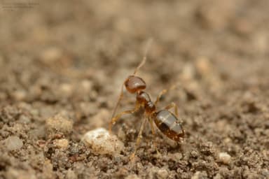 Plagiolepis vindobonensis photo 103