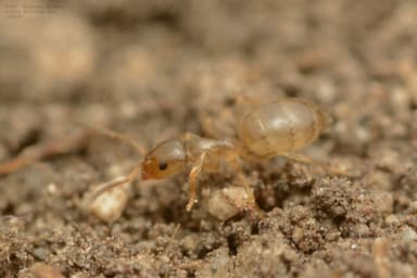 Plagiolepis vindobonensis photo 104